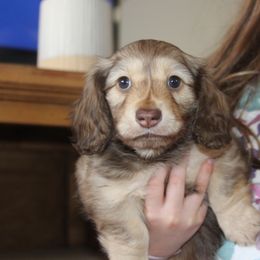 Dachshund Puppies from Rustic Bark Page's Dachshunds