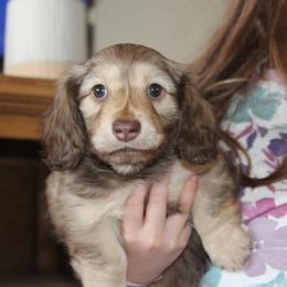 Dachshund Puppies from Rustic Bark Page's Dachshunds