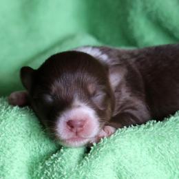 Betsy - Red tri-color female Australian Shepherd puppy in Springville, New York from RisingStar Australian Shepherds
