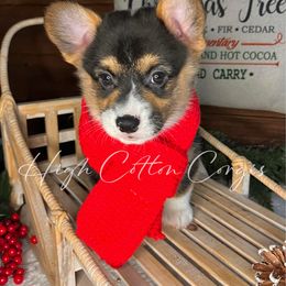 Fig - Black and tan male Pembroke Welsh Corgi puppy in Benton, Arkansas from High Cotton Corgis