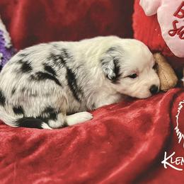 Polly Shelby - Blue merle Toy Australian Shepherd puppy in Syracuse, Indiana from Klenke Toy Aussies