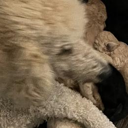 Poodles from Morningstar Standard Poodles