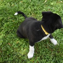 Border Collie Puppies from Porter’s Borders