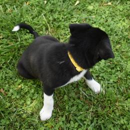 Border Collie Puppies from Porter’s Borders