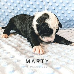Sheepadoodle Puppies from Blue Spruce Doodles