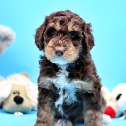 Black collar - Liver white and tan English Springer Spaniel puppy in Kendall, New York from Family Raised Doodles