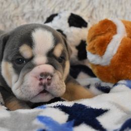 English Bulldog Puppies from Raise The Woof Bulldogs