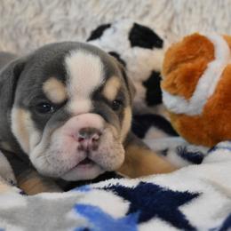 English Bulldog Puppies from Raise The Woof Bulldogs