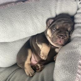 Remington - French Bulldog puppy in League City, Texas from Baby Bear Frenchies