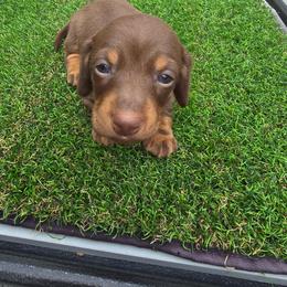 Darcie - Red female Dachshund puppy in Dunnellon, Florida from Southern Class with Sass Doxies
