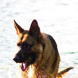 German Shepherds from Amanda's German Shepherds