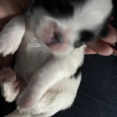 Cuddles - White and black female Japanese Chin puppy in Connecticut from Lissette's pups chins and bullies