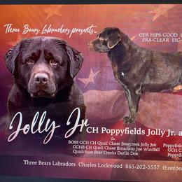 Labrador Retriever puppies from Pride of the Southland Labs