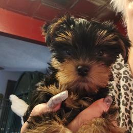 Girl 2 - Black and tan female Yorkshire Terrier puppy in Spokane, Washington from Dana's Yorkies