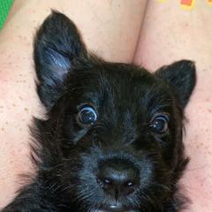 Scottish Terrier Puppies from Mary’s Scotty’s of Yorba
