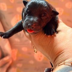 EVX Shani - Black female Xoloitzcuintli puppy in Victorville, California from Elegancia Vintage Xoloitzcuintle