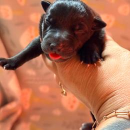 EVX Shani - Black female Xoloitzcuintli puppy in Victorville, California from Elegancia Vintage Xoloitzcuintle