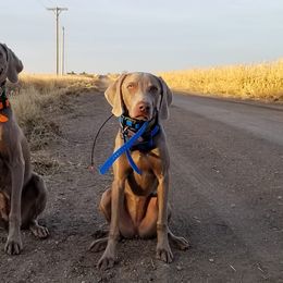 Weimaraners from SureShot Weimaraners