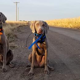 Weimaraners from SureShot Weimaraners