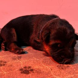Girl 2 - Black and red female German Shepherd puppy in Puyallup, Washington from Majestic Royal German Shepherd’s