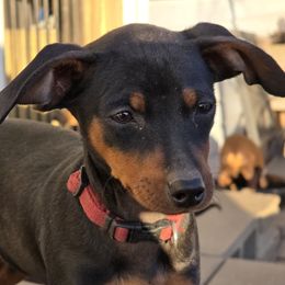 SBKF1-Red - Black and rust female Miniature Pinscher puppy in Middle Point, Ohio from Knisely's Min Pins-AKC