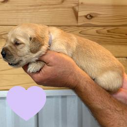 Harriet (Light Purple) - Golden female Golden Retriever puppy in Cadillac, Michigan from K & M Golden Retrievers