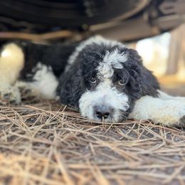 Aussiedoodle, Poodle, and Saint Berdoodle Puppies from Remington Kennels, LLC