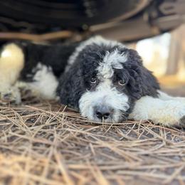 Aussiedoodle, Poodle, and Saint Berdoodle Puppies from Remington Kennels, LLC