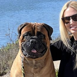 Bullmastiffs from stephanie greenwald