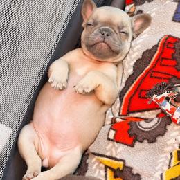 French Bulldog Puppies from Jennie Capuano