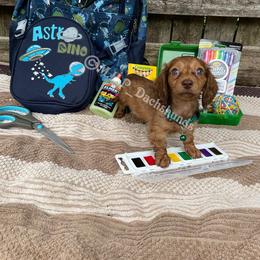 Dachshund Puppies from M.H.P Dachshunds