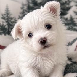 Tofu - White male Maltese puppy in Deltona, Florida from Lady and the Prince Kennels