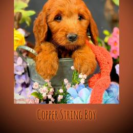 Bernedoodle, Goldendoodle, Golden Retriever, and Poodle Puppies from Red String Farmstead