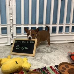 Sage - Red and white female Basenji puppy in New Albany, Indiana from My African Gems