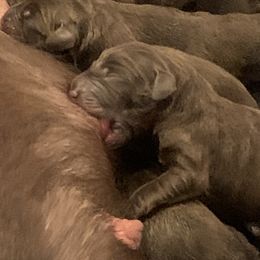 Labrador Retriever Puppies from Big N Kennels, LLC