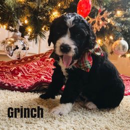Bernedoodle and Bernese Mountain Dog Puppies from Bernedoodle Buddies
