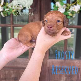 Dachshund Puppies from Southern Grace Doxies
