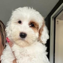 Violet - Parti female Goldendoodle puppy in Cedar Springs, Michigan from Pecks Oodle Doodles