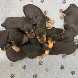 Jake - Black and tan male Welsh Terrier puppy in West Plains, Missouri from Sycamore Ridge Puppies