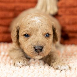 Cockapoo Puppies from Firm Foundation Cockapoos