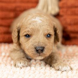 Cockapoo Puppies from Firm Foundation Cockapoos