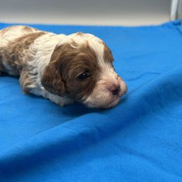 Sparky - Blenheim male Cavapoo puppy in Burke, New York from Patti’s Puppies
