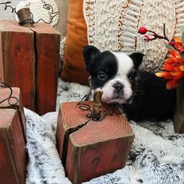 Fluffy Chocolate and White - White male French Bulldog puppy in Jordan Valley, Oregon from Floating Feather Frenchies