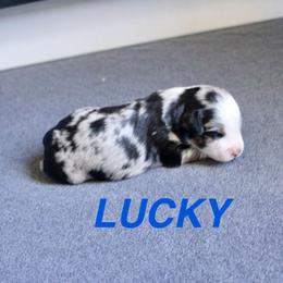 Lucky - Blue merle male Miniature Australian Shepherd puppy in Fort Smith, Arkansas from Rye Hill Aussies