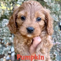 Pumpkin - Red male Cavapoo puppy in Mona, Utah from Hearts Full of Puppies