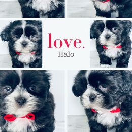 Shih Tzu Puppies from Mytpups