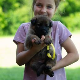 Girl 1 - female German Shepherd puppy in Lanesboro, Minnesota from Mid-Daylich Hotzaw