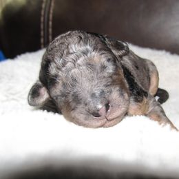 Bernedoodle Puppies from Willow Creek Farm