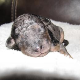 Bernedoodle Puppies from Willow Creek Farm