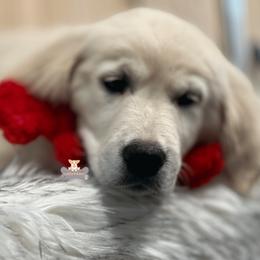 Butters - Golden Retriever